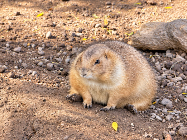 Prairie dog in Prairie Dog Town at Saginaw Children's Zoo Michigan