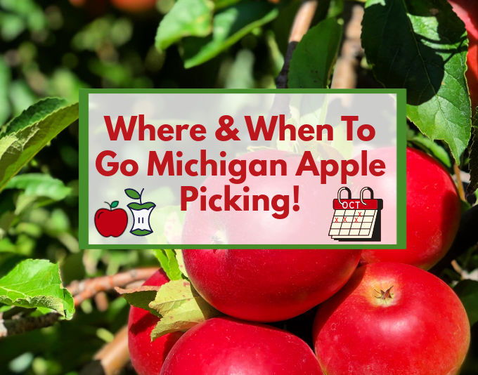 All About McIntosh Apples  Robinette's Apple Orchards in Michigan