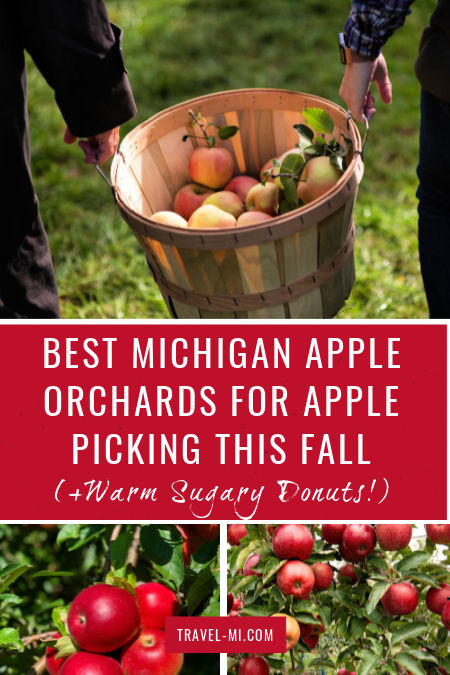 People walking with a bucket of freshly picked apples