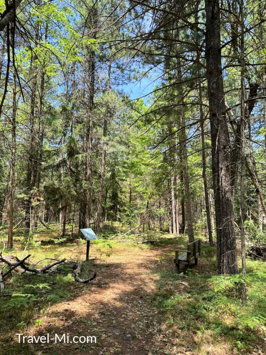 Forest Trail at W.J. Beal Tree Plantation in Grayling Michigan