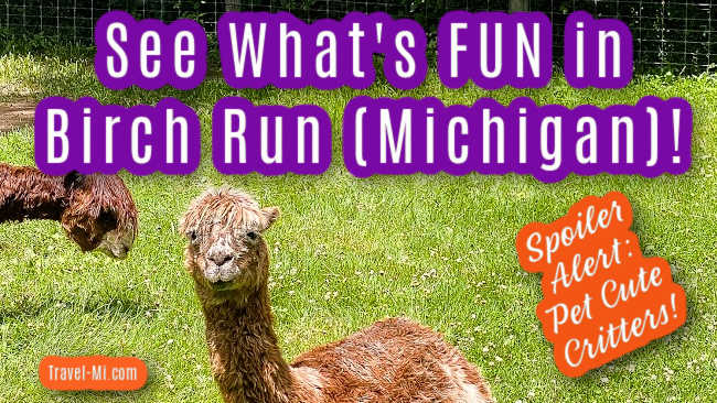 Birch Run Michigan: Best Things to Do-Outlets, Wilderness Trails Zoo!