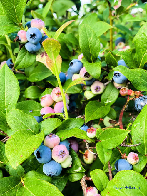 Best Blueberry Farms in Michigan (Map) U Pick Festivals Season