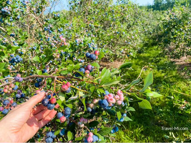 Best Blueberry Farms in Michigan (Map) U Pick Festivals Season