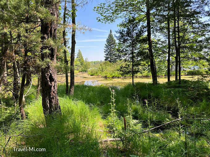 Forest and Wooded Trail at Camp Au Sable in Grayling Michigan