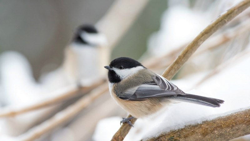 Chickadees