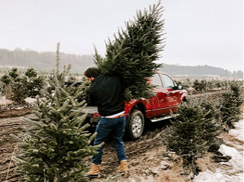 Michigan Christmas Tree Farm