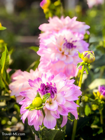 Dahlia Hill, Midland Michigan