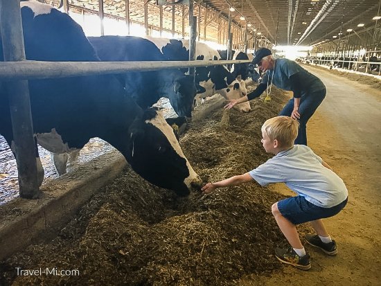 Dairy Discovery