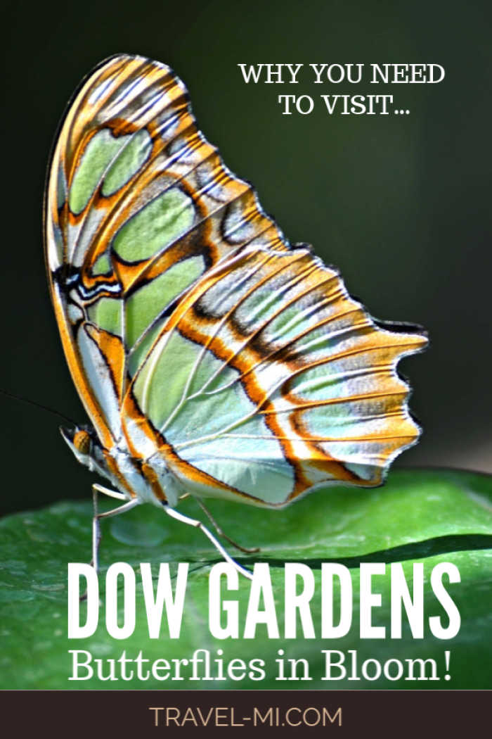 Dow Gardens Butterflies