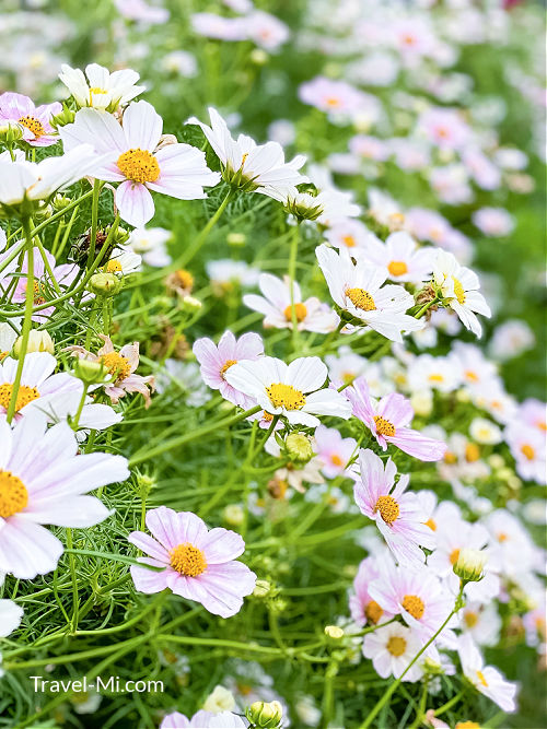 19 Michigan Flower Farms U Pick