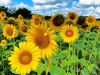 Sunflowers
