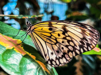Frederik Meijer Gardens Butterflies