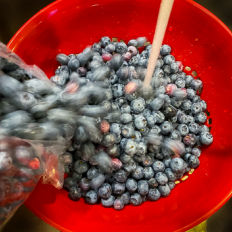 Washing Fresh Blueberries in a red collander