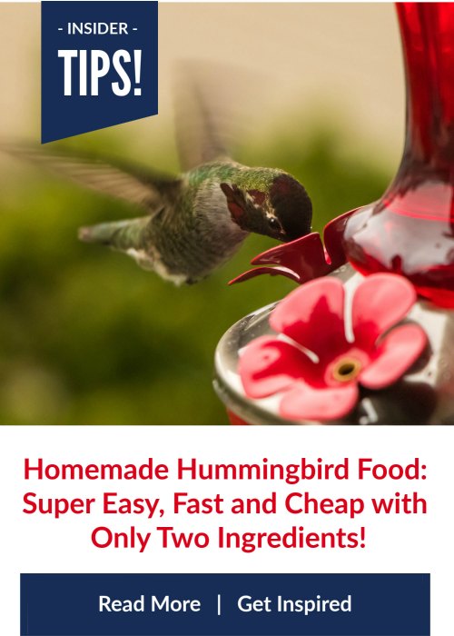 Hummingbird Food