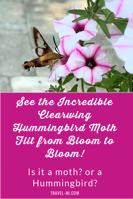 See the Incredible Clearwing Hummingbird Moth