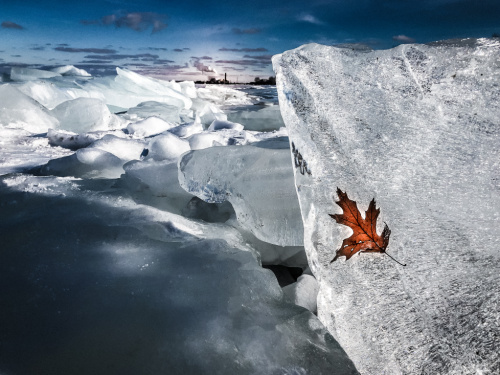 Leaf In Ice