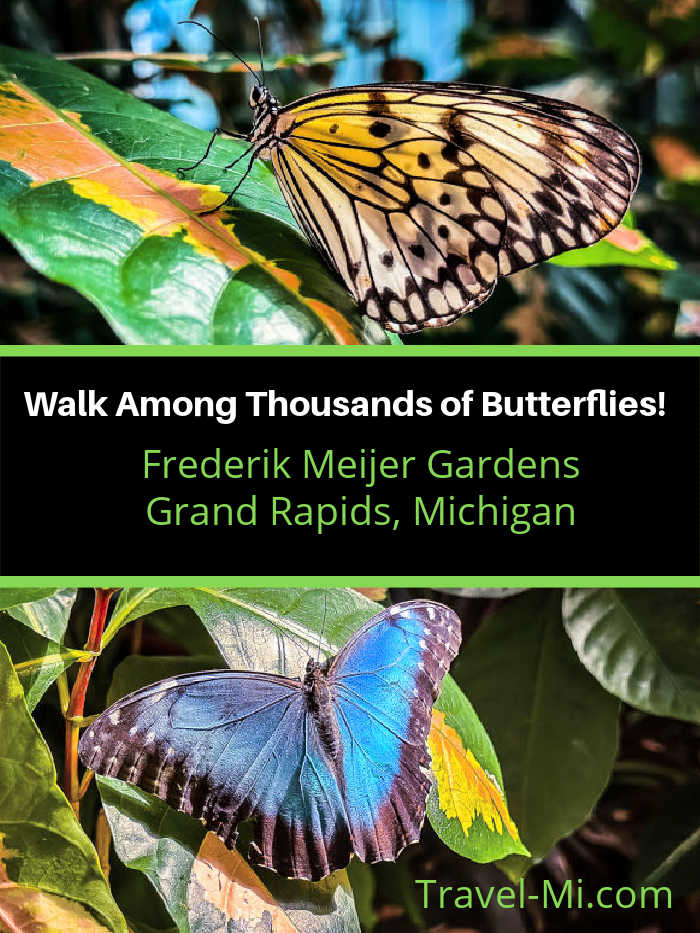 Frederik Meijer Gardens Butterflies