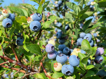 Best Blueberry Farms