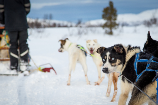 Cute Dogs - Dog Sledding