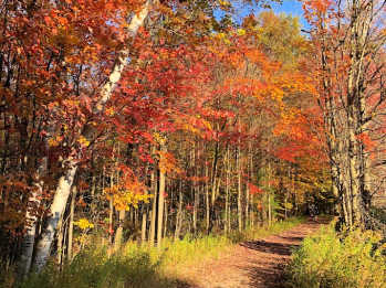 Fall color trees in a forest trail