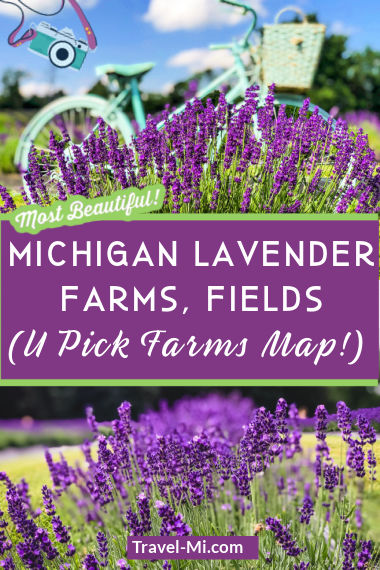 lavender life company michigan