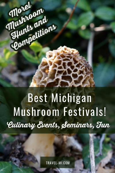 Mushroom Festivals 2 
