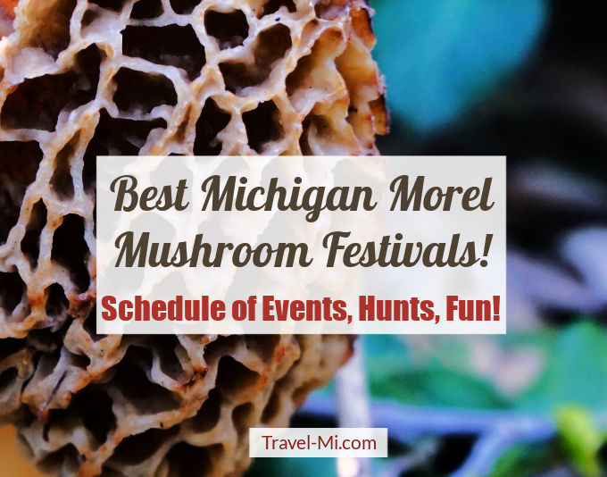 Mushroom Festivals 