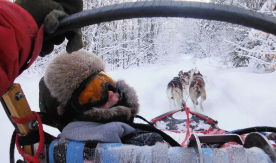 Person in sled being pulled by a team of dogs