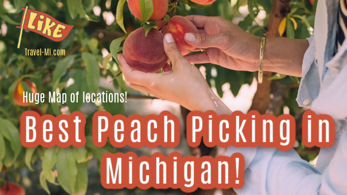 Peach Picking Michigan: Best Farms and Orchards to Pick Peaches!