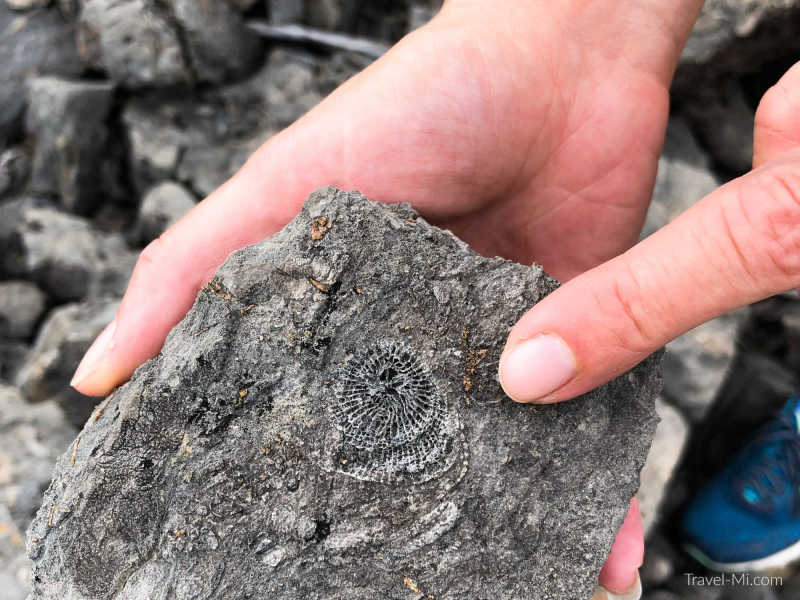 Michigan Fossil Hunting