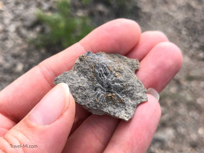 Rock & Fossil Hunting in Southwest Michigan