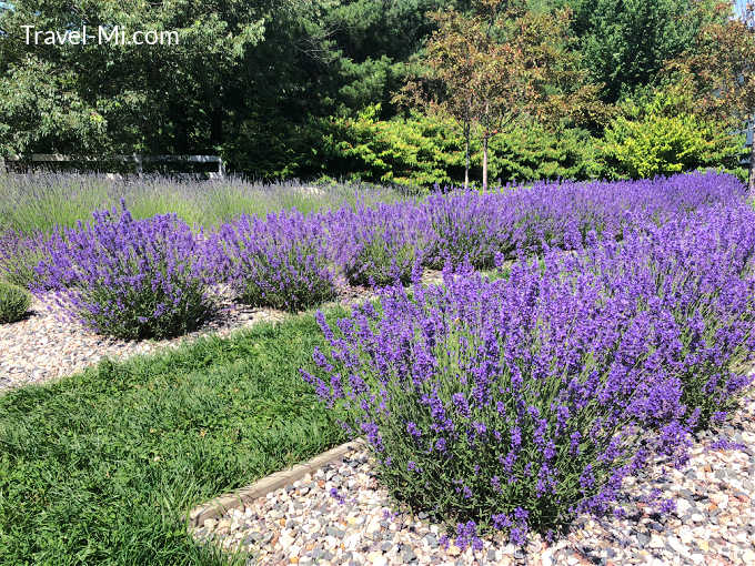 How to Harvest Beautiful Lavender in Your Summer Garden - Peacock Ridge Farm