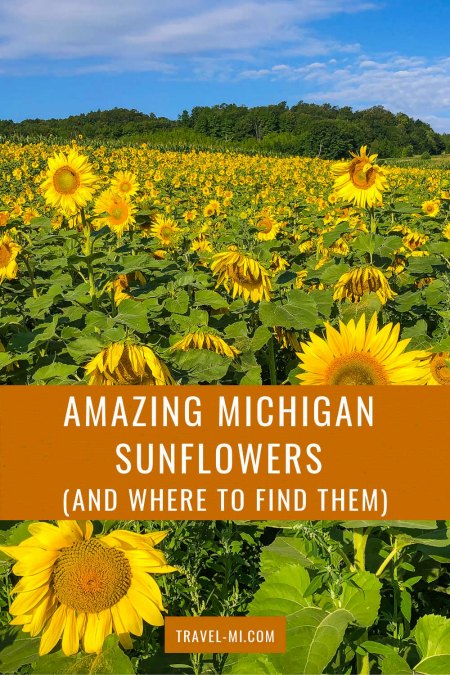 Field filled with Michigan Sunflowers