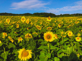 Michigan Sunflowers