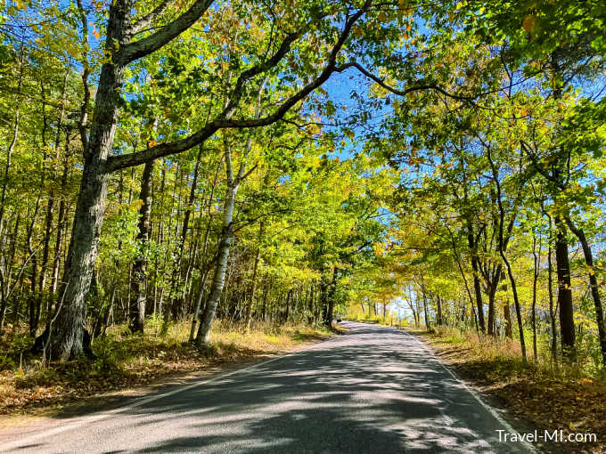 Road surrounded by yellow leafed trees