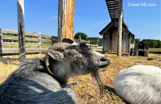 Cute Goats at the Wellington Farm USA
