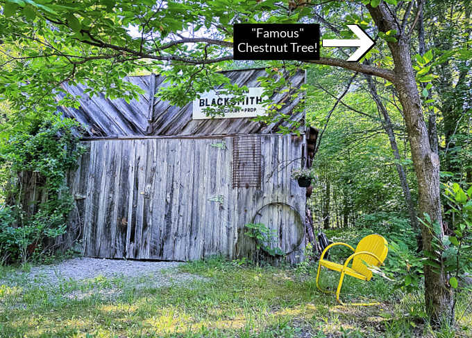 Blacksmith building and a chestnut tree at Wellington Farm USA