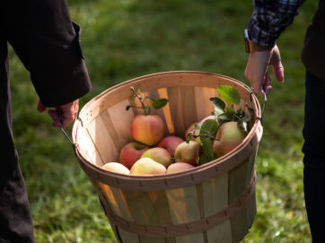 Basket of Apples