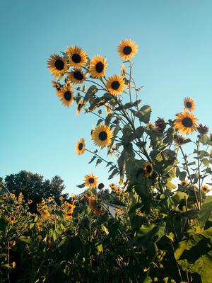 Bremer Farms U Pick Sunflowers In Hudsonville Michigan