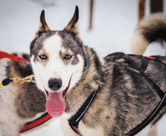 Michigan Dog Sledding