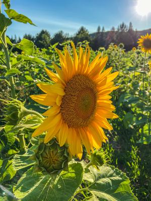 Michigan Sunflowers!