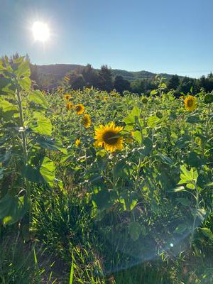 Michigan Sunflowers!