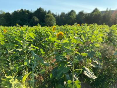Michigan Sunflowers!