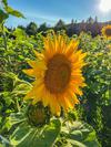 Michigan Sunflowers!