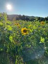 Michigan Sunflowers!