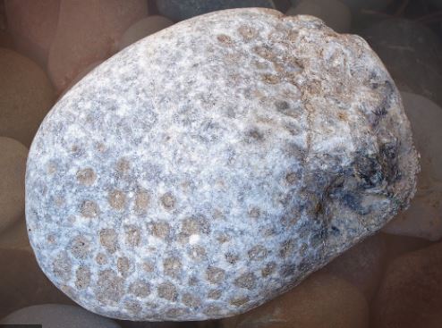 Unpolished Petoskey Stone: Photo: Petoskey Chamber