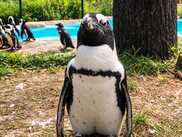 African penguin at Saginaw Children's Zoo Michigan