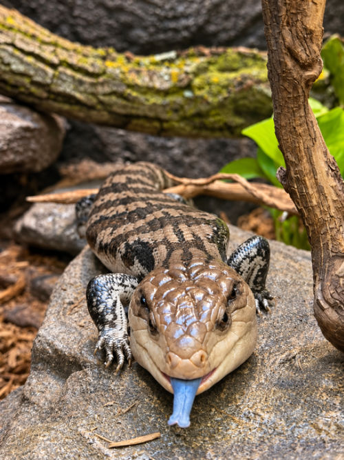 Blue tongued skink at Saginaw Children's Zoo Michigan