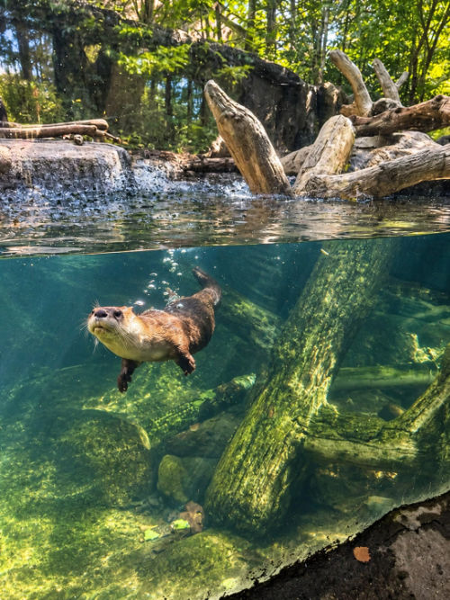 Otter at Saginaw Children's Zoo Michigan