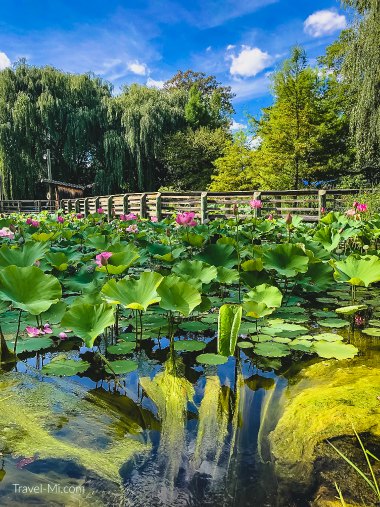 Beautiful pond at Saginaw Children's Zoo Michigan